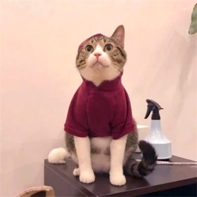 Dingdong Dantes avatar